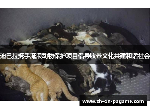 迪巴拉携手流浪动物保护项目倡导收养文化共建和谐社会